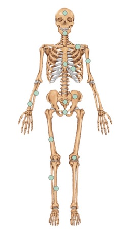 skeletal system diagram